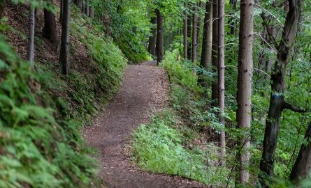 Trail running through a forest
